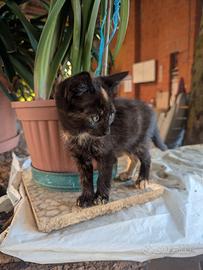 Cuccioli di gatto Gattini