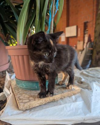 Cuccioli di gatto Gattini