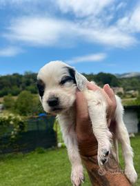 Cuccioli di setter inglese
