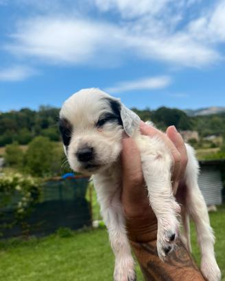 Cuccioli di setter inglese