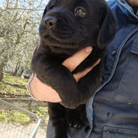 Cucciola Labrador