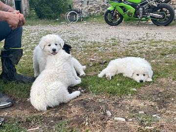 Maremmani Pirenei cuccioli