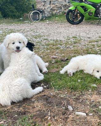 Maremmani Pirenei cuccioli