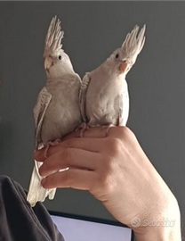 Calopsite abituati al contatto umano