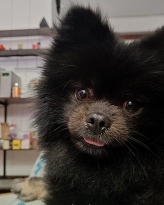 Piccolo Spitz di 2 anni