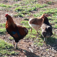 12 futuri pulcini da incubazione