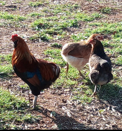 12 futuri pulcini da incubazione