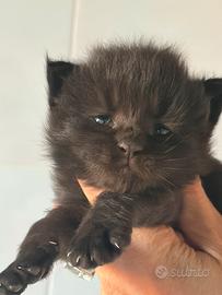 Cuccioli Maine coon con pedigree