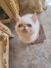 Gatti esotici