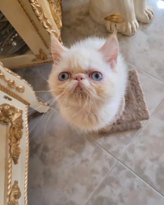Gatti esotici