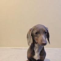 Cucciolo Bassotto kaninchen Isabelle