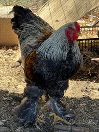 Galli e galline ornamentali