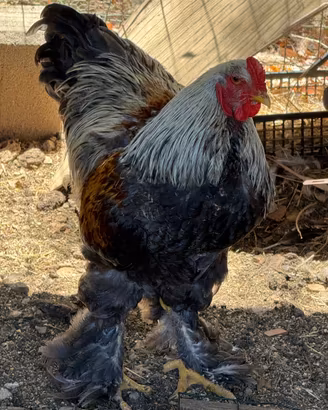 Galli e galline ornamentali