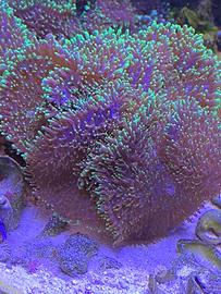 Corallo molle marino Rhodactis indosiensis