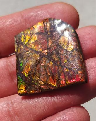 Ammolite preziosa dal Canada