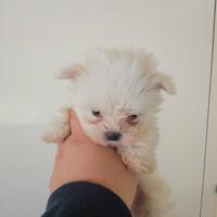 Maltese mini Toy coreano