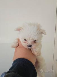 Maltese mini Toy coreano