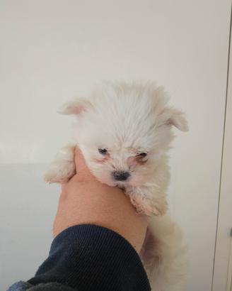Maltese mini Toy coreano