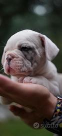 Bulldog francese