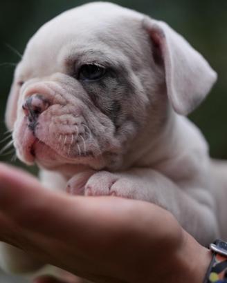 Bulldog francese