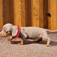 Cuccioli Bassotti Kaninchen