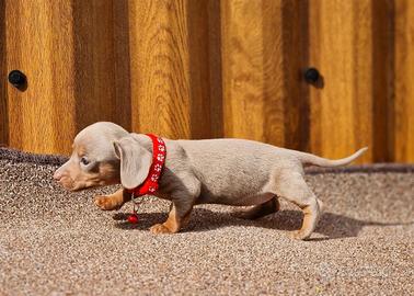 Cuccioli Bassotti Kaninchen