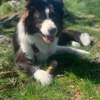 Border collie