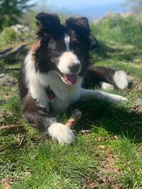 Border collie