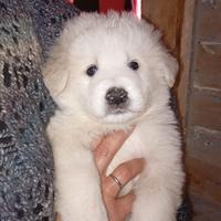 Cuccioli di pastore maremmano abruzzese