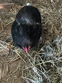 Gallo Orpintong nero