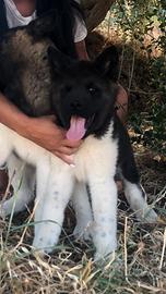 Akita americano