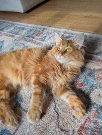 Maine Coon