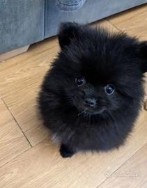 Cuccioli di spitz pomerania neri maschi