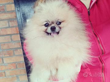 Spitz Toy adulta 1.5kg femmina PEDIGREE crema