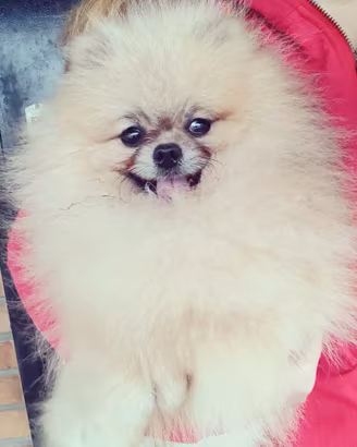 Spitz Toy adulta 1.5kg femmina PEDIGREE crema