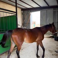 Mezza cavalla sella e calesse