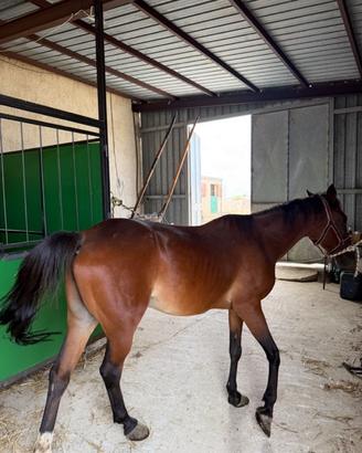 Mezza cavalla sella e calesse