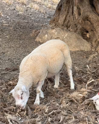 Agnelli texel