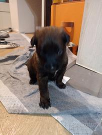 Cuccioli di pastore belga malinois