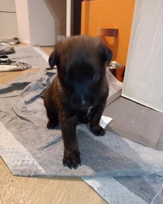 Cuccioli di pastore belga malinois