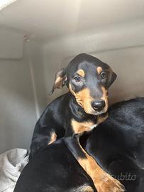 Mix segugio 4/5 mesi