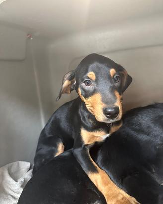 Mix segugio 4/5 mesi