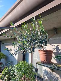 pre bonsai