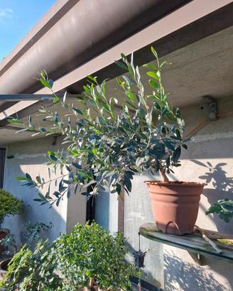 pre bonsai