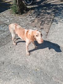 Cane da tartufi
