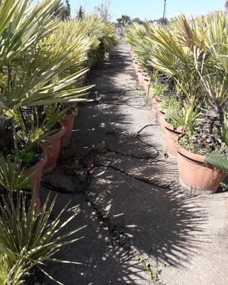 Palme nane