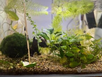 Neocaridine e Ancistrus