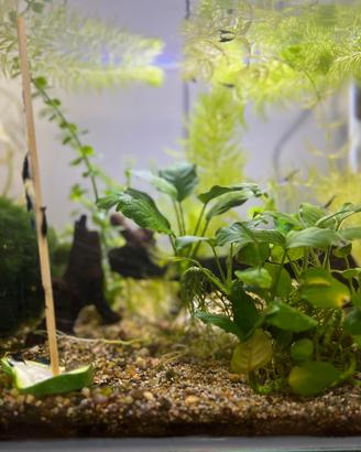 Neocaridine e Ancistrus