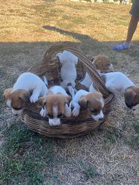 Jack Russel