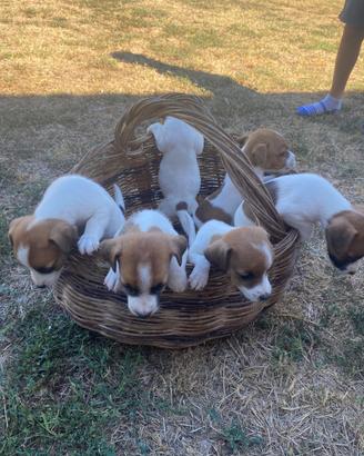 Jack Russel
